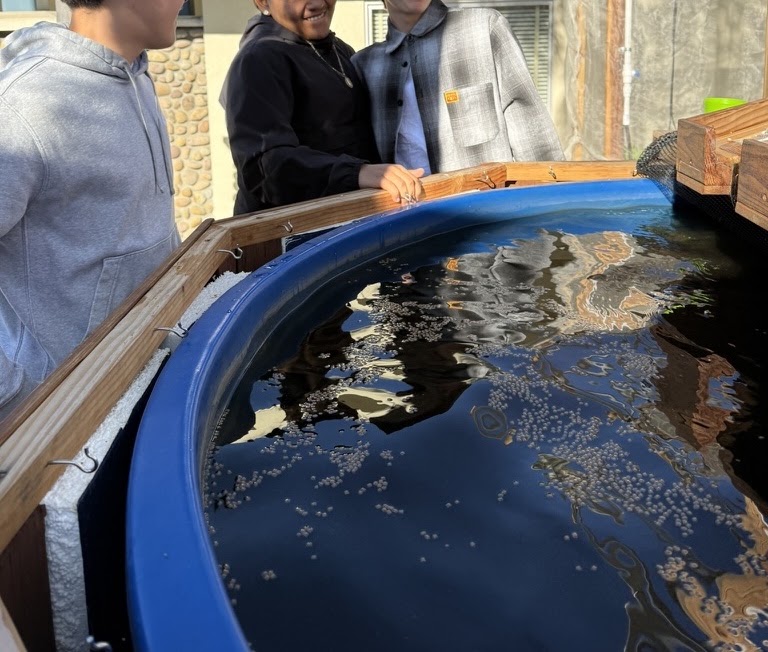 Students feed fish in the aquaponics system.