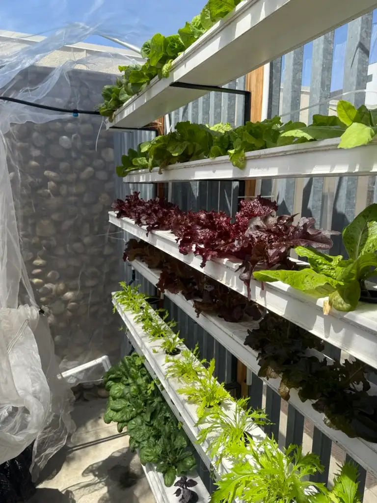 Produce ready to be harvested.